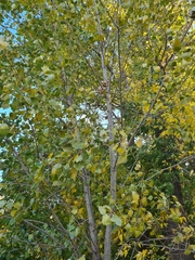 Populus nigra