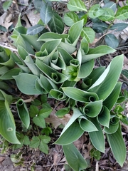 Hosta