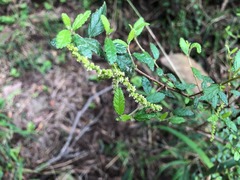 Acalypha eremorum