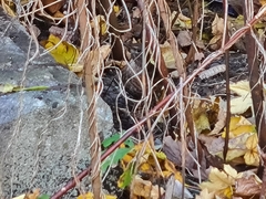 Turdus merula