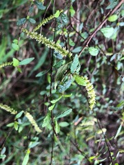 Acalypha eremorum