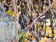 Turdus merula