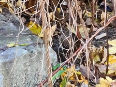 Turdus merula