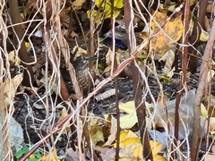 Turdus merula