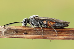 Dolerus gessneri