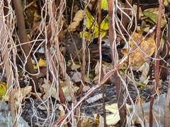 Turdus merula