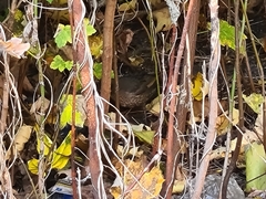 Turdus merula