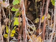 Turdus merula