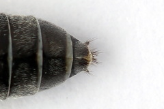 Dolerus gessneri