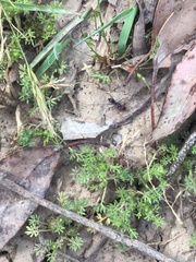 Iridomyrmex purpureus