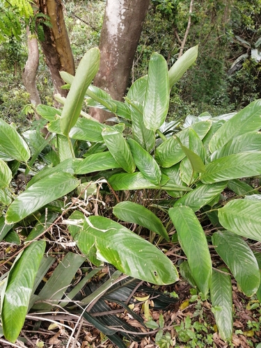 Image of Maranta arundinacea by (c) Mmatjie Mashao, some rights reserved (CC BY-SA)