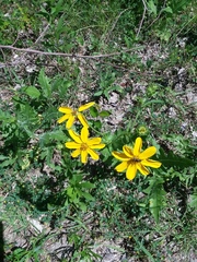 Engelmannia peristenia