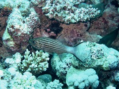 Cheilodipterus macrodon