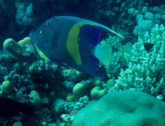 Pomacanthus maculosus