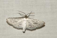 Calindoea anticalis
