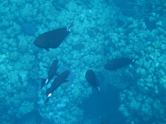 Acanthurus gahhm