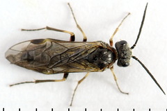Dolerus gilvipes