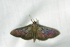 Omiodes noctescens