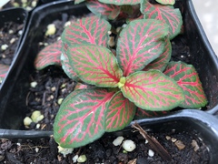 Fittonia