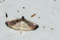 Orphnophanes eucerusalis
