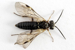 Dolerus gilvipes