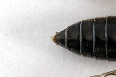 Dolerus gilvipes