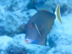 Sufflamen albicaudatum