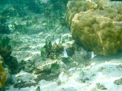 Chaetodon mesoleucos