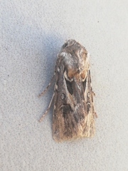 Agrotis sabulosa