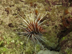 Pterois cincta