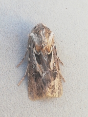 Agrotis sabulosa