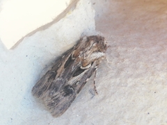 Agrotis sabulosa
