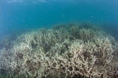 Porites nigrescens