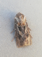Agrotis sabulosa