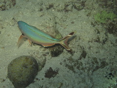 Caesio suevica
