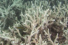 Porites nigrescens
