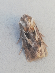 Agrotis sabulosa