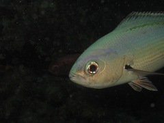 Caesio suevica