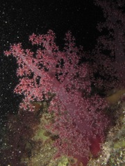 Dendronephthya hemprichi