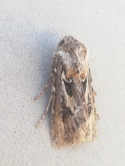 Agrotis sabulosa