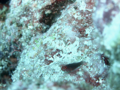 Trimma flavicaudatum