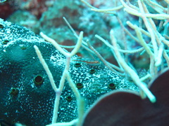 Bryaninops