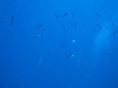 Caesio striata