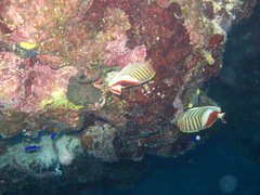 Chaetodon paucifasciatus