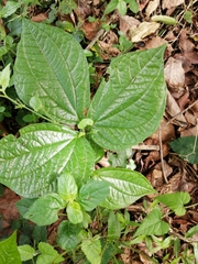 Dioscorea dregeana