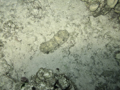 Stichopus horrens