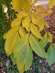 Juglans regia