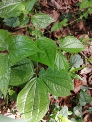 Dioscorea dregeana