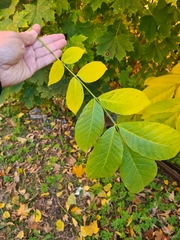 Juglans regia