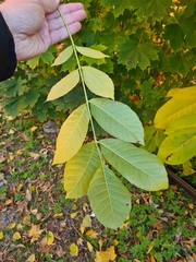 Juglans regia